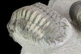 Crotalocephalina & Reedops Trilobites - (Special Price) #75775-5